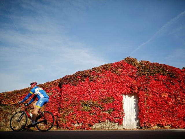 A man rides a bicycle past a house covered with Virginia creeper on an autumn day in Saint-Fiacre-sur-Maine, western France, November 1, 2016. (REUTERS/Stephane Mahe)