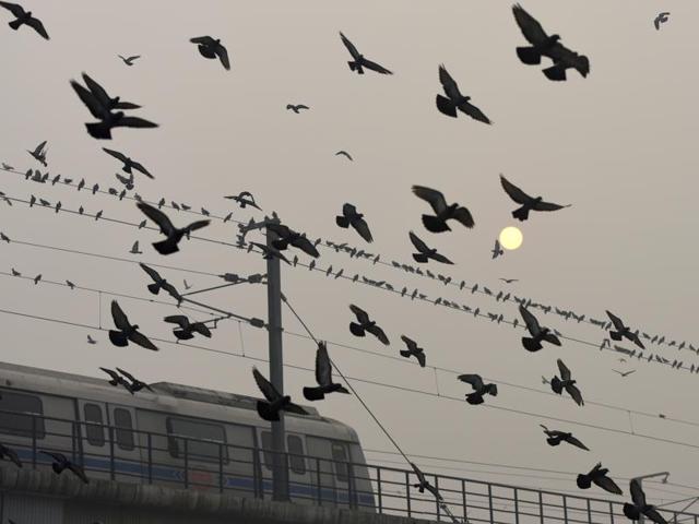 A man seen feeding birds against the backdrop of thick smog, reducing visibility at Mayur Vihar Area in New Delhi, India, on Wednesday, November 2, 2016. (Sushil Kumar/HT PHOTO) A man seen feeding birds against the backdrop of thick smog, reducing visibility at Mayur Vihar Area in New Delhi, India, on Wednesday, November 2, 2016. (Sushil Kumar/HT PHOTO)