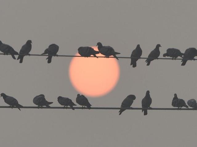 Even at sunset, a film of smog still hung over the air. (Sushil Kumar/HT PHOTO) Even at sunset, a film of smog still hung over the air. (Sushil Kumar/HT PHOTO)