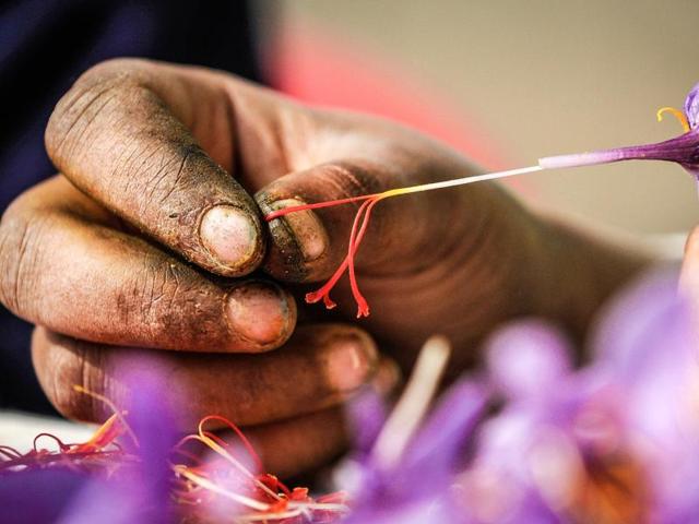 A cultivator plucks saffron from flowers in Pampore, Kashmir, India. (Waseem Andrabi/ HT Photo)
