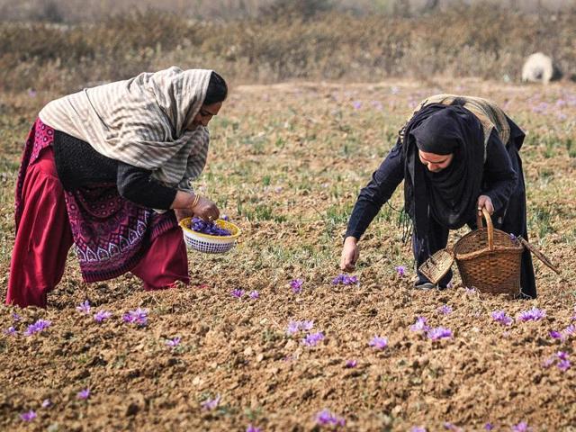 Women picks saffron flowers from saffron field in Pampore, Kashmir, India. (Waseem Andrabi/ HT Photo)