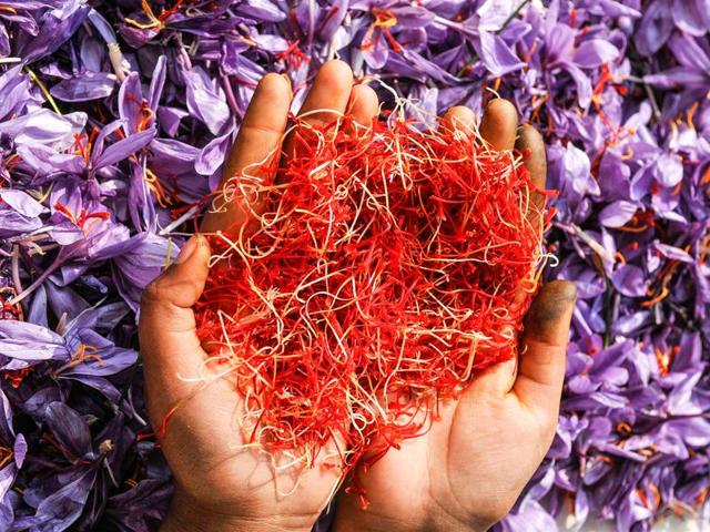 A woman displays saffron after being picked from its flowers in Pampore, Kashmir, India. (Waseem Andrabi/ HT Photo)