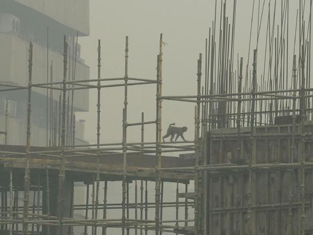 A monkey crosses the scaffolding on an under-construction building as smog covers the capital's skyline in New Delhi on November 2, 2016. (AFP PHOTO / PRAKASH SINGH) A monkey crosses the scaffolding on an under-construction building as smog covers the capital's skyline in New Delhi on November 2, 2016. (AFP PHOTO / PRAKASH SINGH)