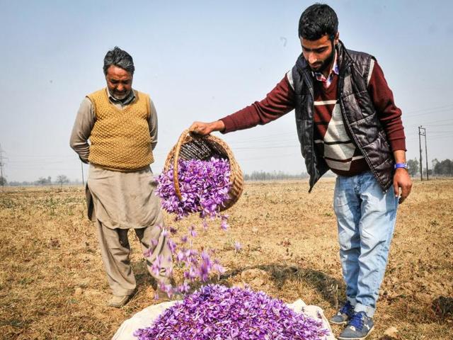 Cultivators empty their baskets on a heap of saffron flowers in Pampore, Kashmir, India. (Waseem Andrabi/ HT Photo)