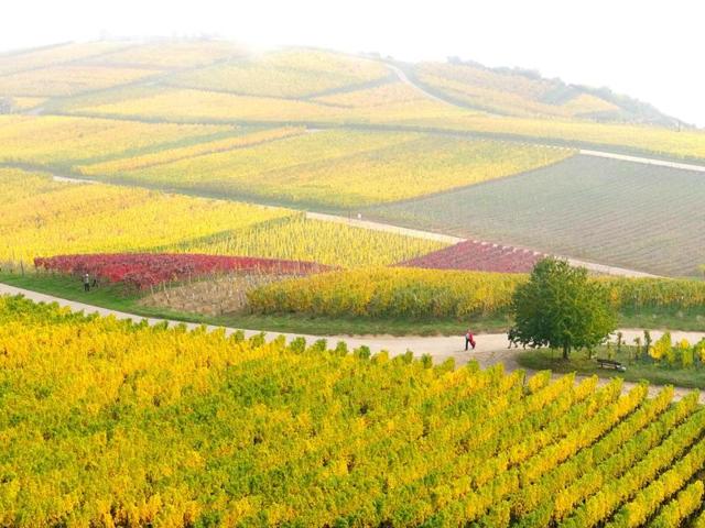 Strollers walk past autumnally colored vine in Ruedesheim, western Germany, on November 1, 2016. (dpa / Julian Stratenschulte )
