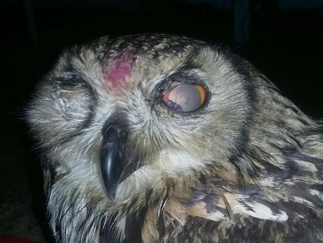 The injured owl after its rescue.(Ravindra Salwe)