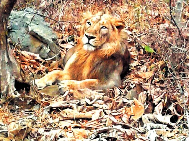 File photo of the lion at the Girnar Wildlife Sanctuary.(HT Photo)