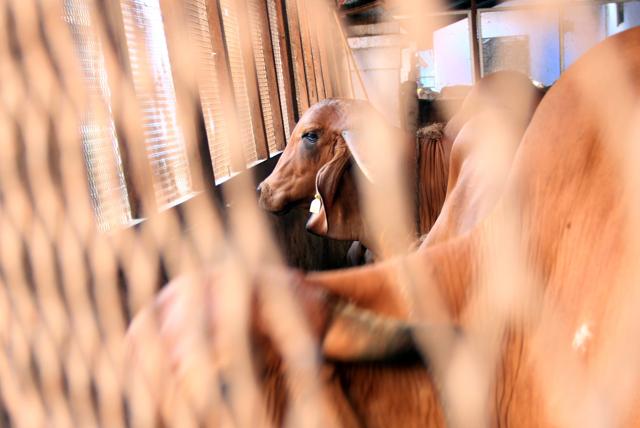 The biggest animal shelter in the city. (Photo: Bhushan Koyande/HT)