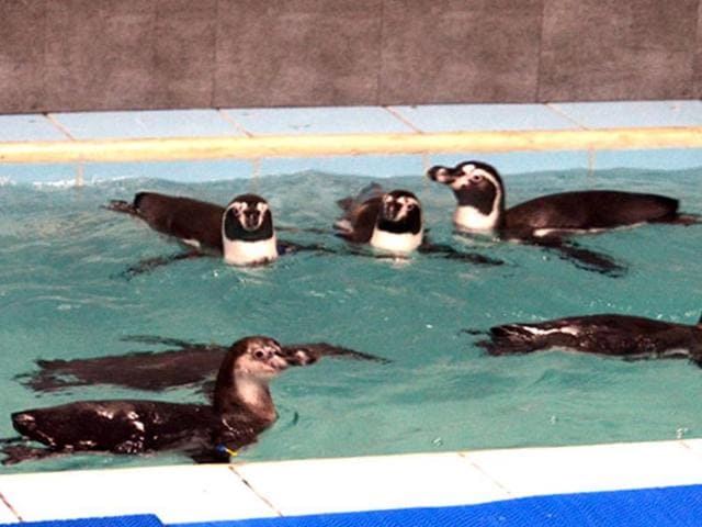 Highway Construction Company (HCC), which won Rs50-crore contract from the BMC to build the penguin enclosure at the zoo, claimed it had struck a joint-venture deal with SIVAT Services in Austin, Texas. (HT Photo) Highway Construction Company (HCC), which won Rs50-crore contract from the BMC to build the penguin enclosure at the zoo, claimed it had struck a joint-venture deal with SIVAT Services in Austin, Texas. (HT Photo)