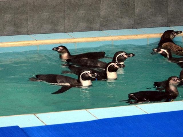 Central Zoo Authority seeks status report on surviving penguins in Mumbai |  Mumbai news - Hindustan Times