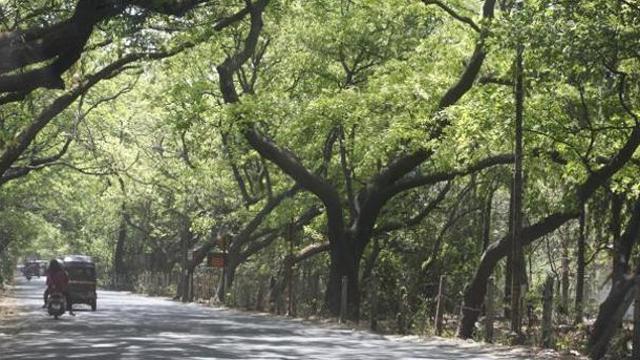The image was shot inside Aarey Colony, on the outskirts of Sanjay Gandhi National Park, Goregaon. (HT File Photo) The image was shot inside Aarey Colony, on the outskirts of Sanjay Gandhi National Park, Goregaon. (HT File Photo)