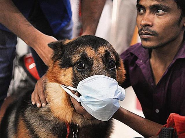 It is not just Gurgaon residents but also their furry friends who are facing the brunt of the dense blanket of smog that has engulfed Delhi and its neighbouring cities since Diwali.(HT Photo) It is not just Gurgaon residents but also their furry friends who are facing the brunt of the dense blanket of smog that has engulfed Delhi and its neighbouring cities since Diwali.(HT Photo)