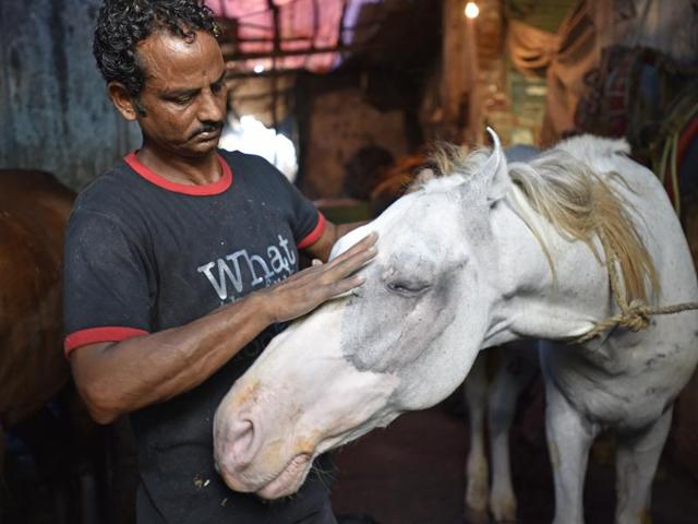 A horse enjoys its operator’s pat. These animals have been used to pull Victorias for a long time and now the operators look at a separation. (Vijayanand Gupta/HT PHOTO) 