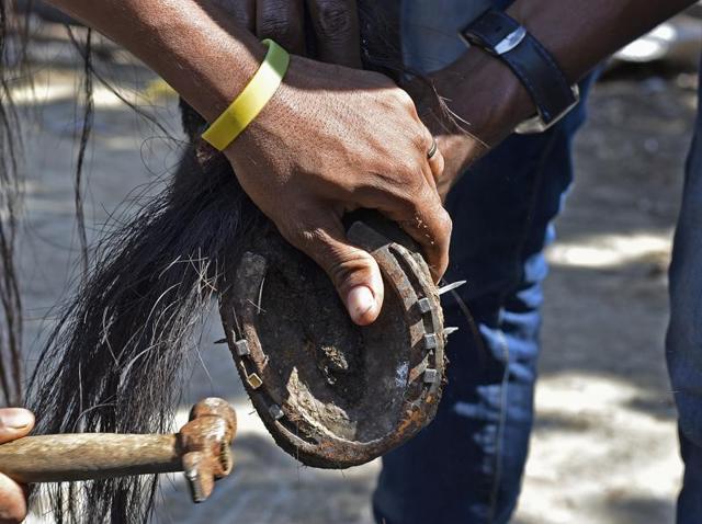 A driver checks his horse’s hooves before a ride. The state is drawing up a list of NGOs that can take care of horses like this one, which will be separated from its owner once the Victorias are phased out. (Vijayanand Gupta/HT PHOTO) A driver checks his horse’s hooves before a ride. The state is drawing up a list of NGOs that can take care of horses like this one, which will be separated from its owner once the Victorias are phased out. (Vijayanand Gupta/HT PHOTO)