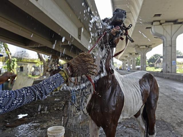 Champa gets a wash before she pulls her carriage on Marine Drive. In a bid to smoothly phase out the Victorias, the Maharashtra government plans to offer hawking, autorickshaw and taxi licences to at least half the owners and drivers. The government is still mulling options for the other operators.  (Vijayanand Gupta/HT PHOTO) 