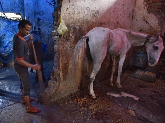 Basheer Sheikh, 32, is in charge of cleaning up his stable on P D’Mello Road, and taking care of his horse Bijlee. “I have no idea how my life is going to change now.” The court order came after an animal rights groups filed a petition saying the horses were denied adequate rest and kept in poor conditions.  (Vijayanand Gupta/HT PHOTO) 