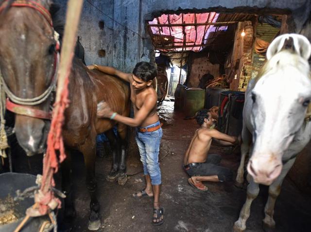 Victoria operators groom their horses in a stable on P D’Mello Road before taking them out. The high court in June last year ordered that all stables must be closed down and directed civic authorities to come up with a plan to gve the owners and drivers an alternative source of income. (Vijayanand Gupta/HT PHOTO) 
