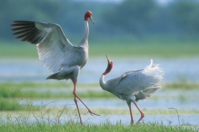 Sarus Crane (Photo courtesy: Nayan Khanolkar) Sarus Crane (Photo courtesy: Nayan Khanolkar)