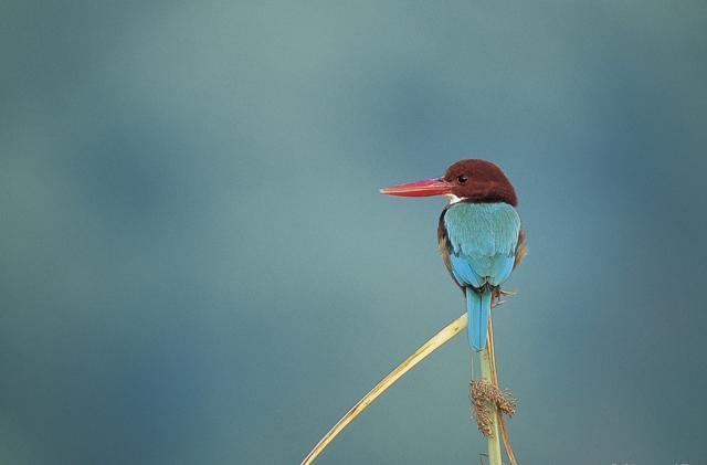 White Breasted Kingfisher (Photo courtesy: Nayan Khanolkar ) White Breasted Kingfisher (Photo courtesy: Nayan Khanolkar )