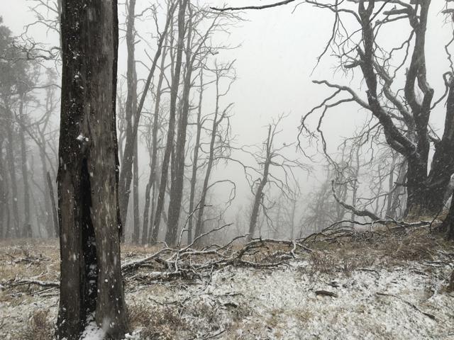 The trail snakes through forests and atop a ridge, ending at the small peak, Nag Tibba. (Photo: Amlan Jyoti Ray)