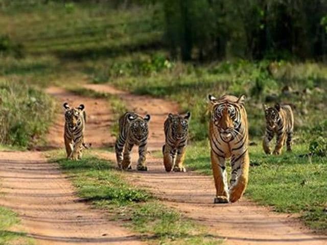 File photo of tiger cubs with their mother in Bandhavgarh Tiger Reserve. There have been five tiger deaths in Bandhavgarh tiger reserve and 25 in Madhya Pradesh this year. (Neeraj Santoshi / HT Photo) File photo of tiger cubs with their mother in Bandhavgarh Tiger Reserve. There have been five tiger deaths in Bandhavgarh tiger reserve and 25 in Madhya Pradesh this year. (Neeraj Santoshi / HT Photo)