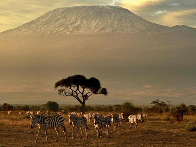 Zebras walk in front of Mount Kilimanjaro in Amboseli National Park on November 3, 2016. (CARL DE SOUZA/afp photo) Zebras walk in front of Mount Kilimanjaro in Amboseli National Park on November 3, 2016. (CARL DE SOUZA/afp photo)