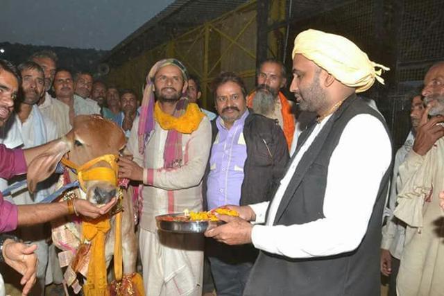 A bovine getting prepared for the ceremony. (HT Photo)