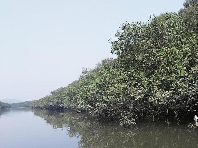 The Apple mangrove at Thane creek. (Laxmikant Deshpande) The Apple mangrove at Thane creek. (Laxmikant Deshpande)