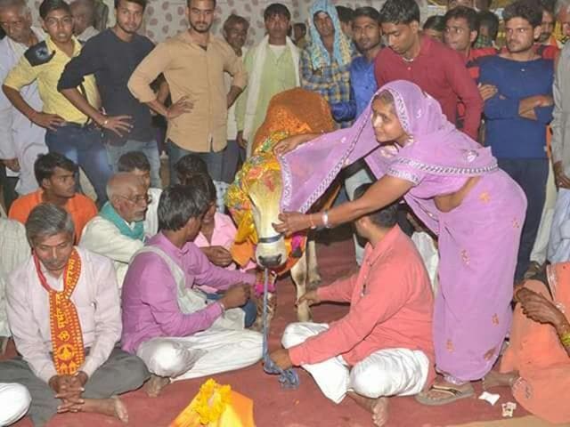 The grand wedding was held as per Hindu traditions at Jarkhod cow shelter in Deeg town of Bharatpur district in Rajasthan on Saturday.(HT Photo)