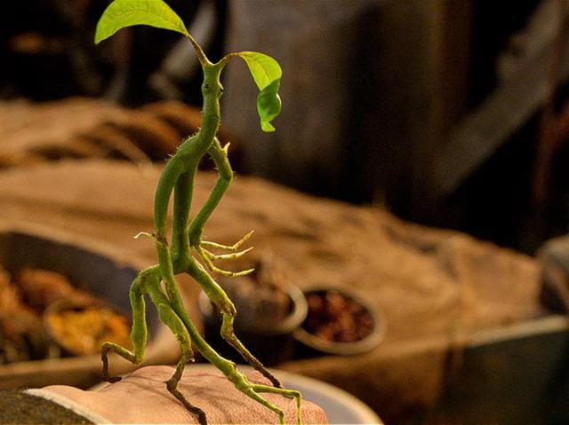 The Bowtruckle, which eats insects, is a peaceable and intensely shy creature but if the tree in which it lives is threatened, it has been known to leap down upon the woodcutter or tree-surgeon attempting to harm its home and gouge at their eyes with its long, sharp fingers.  (Pottermore) 