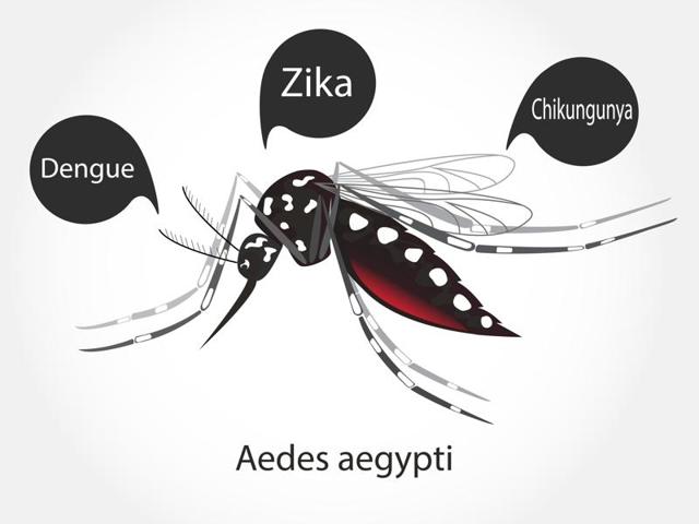 Chikungunya can cause debilitating symptoms including fever, headache and severe joint pain lasting months. (Shutterstock) Chikungunya can cause debilitating symptoms including fever, headache and severe joint pain lasting months. (Shutterstock)