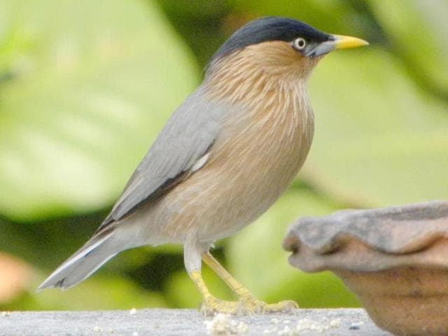 The Bombay Natural History Society (BNHS) and Bird Count India had revived its one-day event ‘Salim Ali Bird Count’ last year. (HT graphic) The Bombay Natural History Society (BNHS) and Bird Count India had revived its one-day event ‘Salim Ali Bird Count’ last year. (HT graphic)