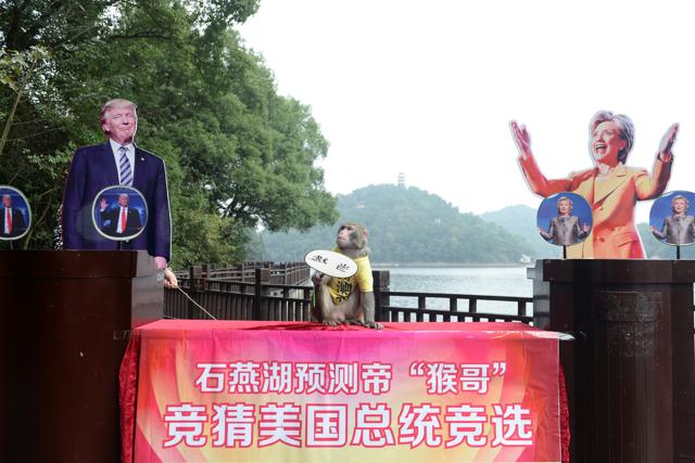 A monkey, wearing"King of prediction" t-shirt, holds a card which reads "elected" between cardboard cutouts of Hillary Clinton and Donald Trump in China. (REUTERS) A monkey, wearing"King of prediction" t-shirt, holds a card which reads "elected" between cardboard cutouts of Hillary Clinton and Donald Trump in China. (REUTERS)