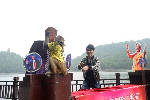 A monkey wearing a tee shirt with the characters "King of prediction" kisses a cardboard cutout of Donald Trump as it makes a choice between Hillary Clinton and Trump. (REUTERS) A monkey wearing a tee shirt with the characters "King of prediction" kisses a cardboard cutout of Donald Trump as it makes a choice between Hillary Clinton and Trump. (REUTERS)