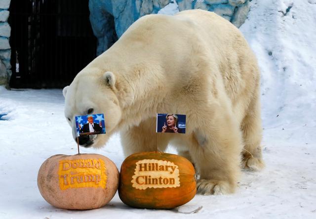 Felix, predicts the result of US presidential election at the Royev Ruchey zoo in Krasnoyarsk, Siberia, Russia, November 7, 2016. (Ilya Naymushin/REUTERS) Felix, predicts the result of US presidential election at the Royev Ruchey zoo in Krasnoyarsk, Siberia, Russia, November 7, 2016. (Ilya Naymushin/REUTERS)