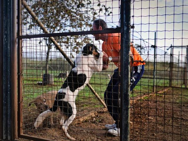 A prisoner at the high security Monsanto prison in Lisbon touches a dog at the jail’s kennel on October 24, 2016. The prison, nestled in the city's highest point and largest green patch, runs a kennel staffed by inmates, and dubbed the "Dog's House", where its 68 dog houses are usually full over the peak summer holiday period, Christmas and long weekends. (AFP)