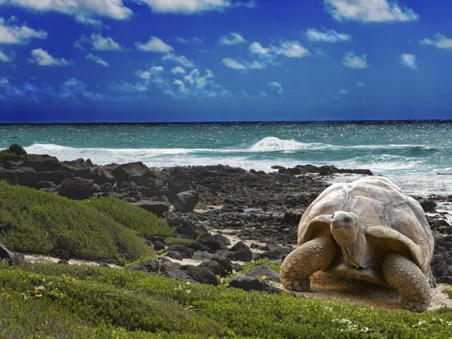 Described as a “living museum and showcase of evolution”, the collection of 19 islands which make up the Galapagos Islands groaned under the pressure of unsustainable tourism numbers over the years, putting it on the United Nations’ list of endangered heritage sites. Today, a conservation programme has successfully helped it make a solid recovery. To visit, tourists must now be accompanied by a licensed Galapagos National Park Guide, and must abide by strict rules when visiting the area. Camping is also allowed in only a handful of authorized areas and requires a permit from park officials. (Istock) Described as a “living museum and showcase of evolution”, the collection of 19 islands which make up the Galapagos Islands groaned under the pressure of unsustainable tourism numbers over the years, putting it on the United Nations’ list of endangered heritage sites. Today, a conservation programme has successfully helped it make a solid recovery. To visit, tourists must now be accompanied by a licensed Galapagos National Park Guide, and must abide by strict rules when visiting the area. Camping is also allowed in only a handful of authorized areas and requires a permit from park officials. (Istock)