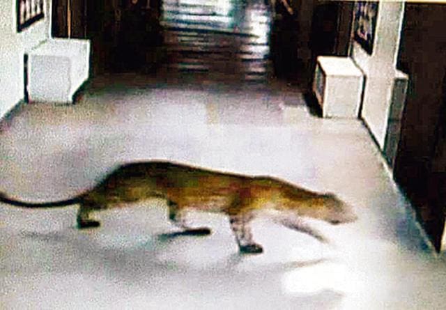 Unverified photo of the leopard at the IIT-B campus that has been doing rounds in the social media. Unverified photo of the leopard at the IIT-B campus that has been doing rounds in the social media.