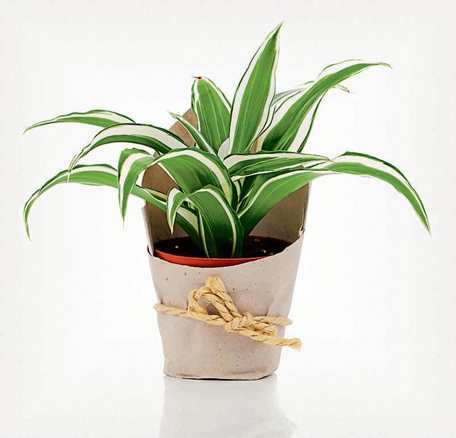 Dracaena requires clay-rich soil and are easy to maintain. (Getty Images)