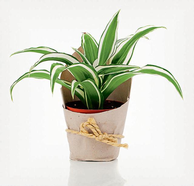 Dracaena requires clay-rich soil and are easy to maintain. (Getty Images) Dracaena requires clay-rich soil and are easy to maintain. (Getty Images)