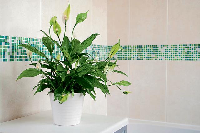 Peace lilies add a touch of floral freshness to the indoors. (Getty Images) Peace lilies add a touch of floral freshness to the indoors. (Getty Images)