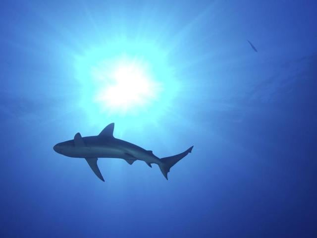 There are a handful of shark attacks on people off the coast of Western Australia every year, according to conservation groups. (AP file) There are a handful of shark attacks on people off the coast of Western Australia every year, according to conservation groups. (AP file)