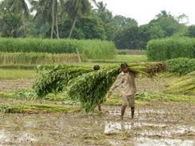 File picture of tea garden workers in north Bengal. Impoverished workers of both tea and jute sectors are going through great sufferings due to the currency crisis. (HT Photo) File picture of tea garden workers in north Bengal. Impoverished workers of both tea and jute sectors are going through great sufferings due to the currency crisis. (HT Photo)