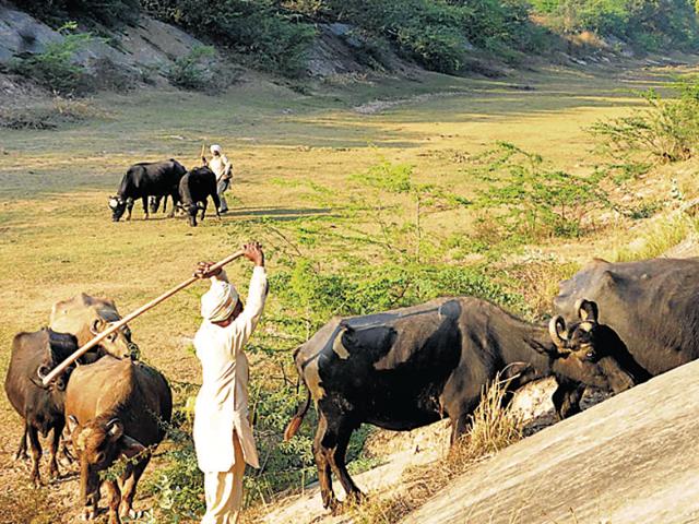 The village and all routes leading up to the canal are full of people belonging to different political and farmer outfits.(Bharat Bhushan/HT Photo)