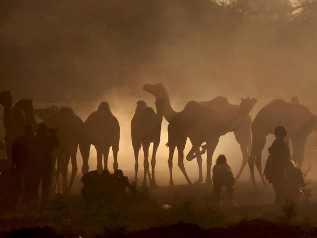 It is one of the world's largest camel fairs, and has become an important tourist site. (Deepak Sharma/HT Photo)