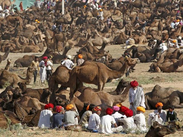 For visitors, it is a once-in-a-lifetime opportunity to witness the colour, spectacle and carnival of one of the last great traditional melas, which brings livestock, farmers, traders and villagers from all over Rajasthan. (Deepak Sharma/HT Photo)