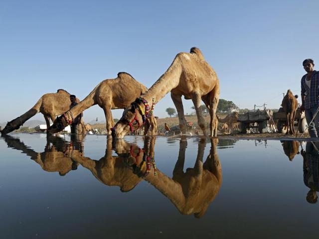 Drawing in more than 50,000 camels and 200,000 people, the fair is ostensibly a time when farmers gather to buy and sell their camels, cattle and horses. (Deepak Sharma/HT Photo)