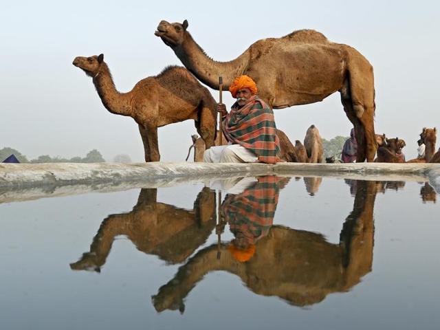 For the camels, the fair proves to be a time for lounging about the dunes, riding visitors through the grounds and participating in races and dance (yes, dance) competitions. (Deepak Sharma/HT Photo)