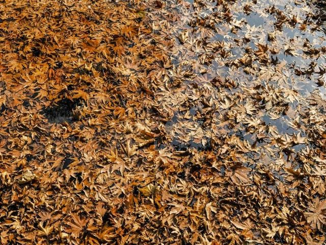 Fallen Chinar tree leaves blanket a pond during the fag-end of autumn season in the Valley. After a long time, the region is missing its huge work force from outside the state, who would be involved in harvesting, threshing, winnowing and other agricultural operations that marks the season. (Waseem Andrabi /HT Photo)