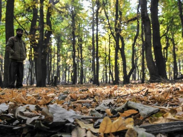 Fallen Chinar leaves carpet the forest floor in the outskirts of Srinagar. The months from August till November are considered the ‘second season’ in Kashmir in terms of tourism as it coincides with the Amarnath pilgrimage, the apple harvest and blooming of flowers. (Waseem Andrabi /HT Photo)
